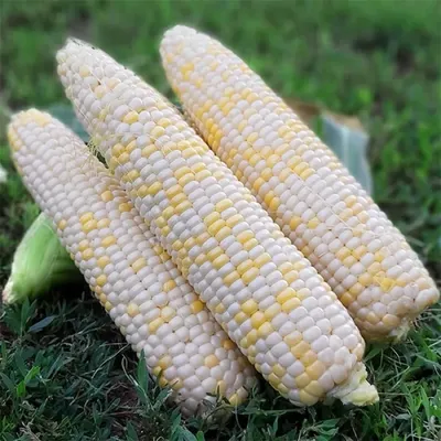 Разноцветная Кукуруза Черная Красная Индийская Кукуруза Или Иногда Ситцевая  Кукуруза Это Разновидность Кукурузы Тот Же Вид Что И Обычны — стоковые  фотографии и другие картинки Бутылочная тыква - iStock