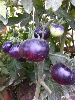 Необычные китайские разноцветные помидоры🍅 | 6 Соток | ВКонтакте