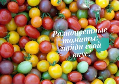 Разноцветные Помидоры Разных Размеров И Сортов По Внешнему Виду  Представляют Собой Горизонтальную Композицию Яркий Апетический Фон Вег —  стоковые фотографии и другие картинки Без людей - iStock