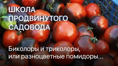 Разноцветные помидоры черри на столе. Фон овощей Стоковое Фото -  изображение насчитывающей варить, красно: 192103958