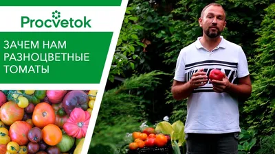 Всего помидоров! 28 впечатляющих сортов томатов для изучения