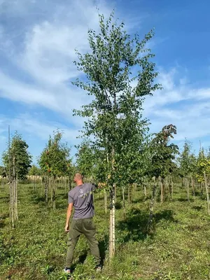 Береза бородавчатая, betula pendula