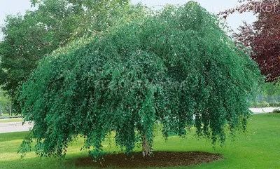Берёза (Betula) - PictureThis