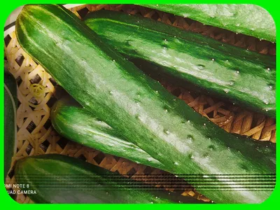 Какой сорт огурцов самый урожайный - Agro-Market24