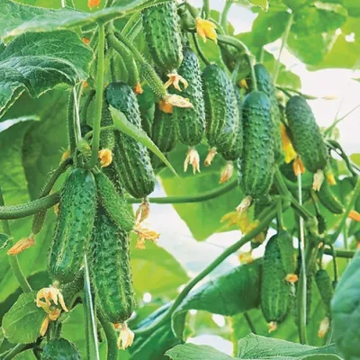 https://www.hibiny.ru/murmanskaya-oblast/news/item-gotovte-meshki-dlya-sbora-ogurcov-na-iyun-sadovody-so-stajem-pokupayut-eti-sorta-uje-seychas-fantasticheskaya-urojaynost-316353/