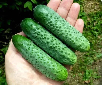 Лучшие сорта огурцов для открытого грунта