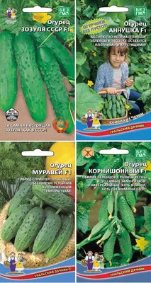 Какой сорт огурцов выбрать для выращивания: ранние, урожайные, самоопыляемые