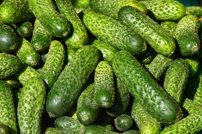 Огурцы Уральский дачник Любимые сорта огурцов - купить по выгодным ценам в  интернет-магазине OZON (893534346)