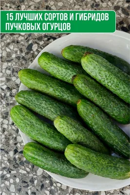 7 ГИБРИДОВ ОГУРЦОВ, КОТОРЫЕ ВСЕГДА ПОЛУЧАЮТСЯ ОТЛИЧНО! Самые вкусные и  урожайные сорта огурцов