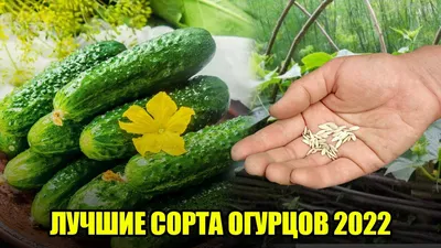 Лучшие сорта огурцов для теплиц в Подмосковье - рейтинг 2023 года