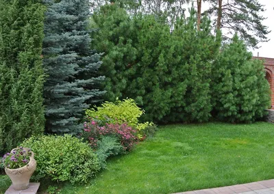 Сосна обыкновенная (Pinus sylvestris), декоративные сорта нашей селекции |  Декоративные древесные растения для Сибири | Дзен