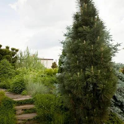 Сосна горная саншайн 🌲 Название этой горной сосны переводится с  английского как «Солнечный свет». Дано ей такое название из-за очень… |  Instagram