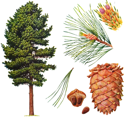 Сосна — WikiForest