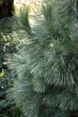Какая бывает сосна для сруба 🌲 и из чего строят в Петербурге | Блог по  делу компании УтКи
