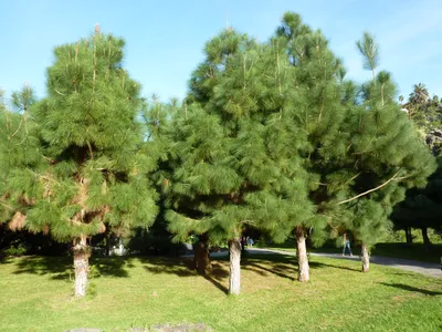 Сосна гималайская (Pinus wallichiana) — НКО \"NORD-NUC\"