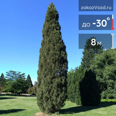 Pinus Koraiensis — вид сосны Стоковое Изображение - изображение  насчитывающей известка, зелень: 223756531