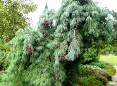 Купить сосну черную Пирамидалис. Описание и фото сорта
