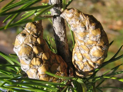 Сосна Pinus, Сосна Банкса, Сосна Веймутова, Сосна европейская, Сосна  корейская, Сосна остистая, Сосна румелийская, Сосна сибирская, Сосна  скрученная