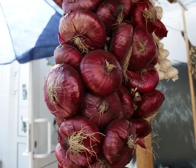 Лук репчатый с бесплатной доставкой на дом из «ВкусВилл» | Москва и вся  Россия