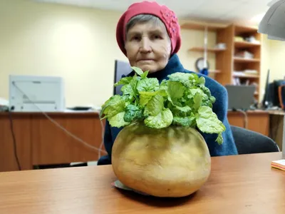 Выросла репка. Как надолго сохранить свежими овощи зимой