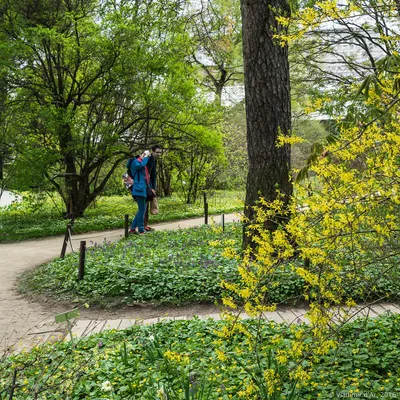 Рибамбель Ботанический сад - Picture of Ribambelle Green, Moscow -  Tripadvisor