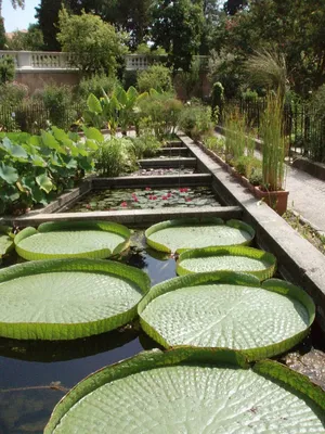 Рибамбель Ботанический сад - Picture of Ribambelle Green, Moscow -  Tripadvisor