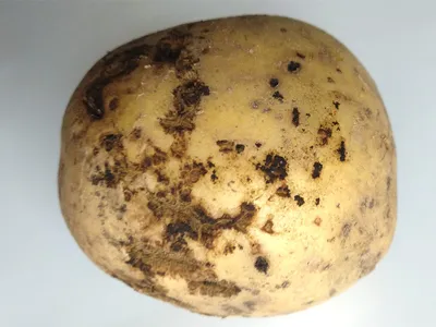 Ризоктониоз картофеля фото фотографии