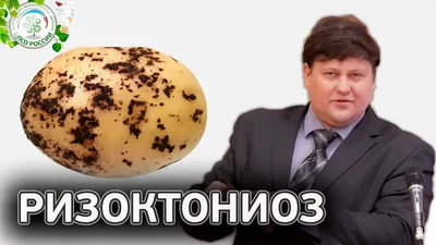 Болезни картофеля и их лечение биопрепаратами - Biopreparaty
