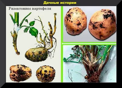 ГлавАгроном - Парша клубней картофеля: виды, симптоматика, меры борьбы
