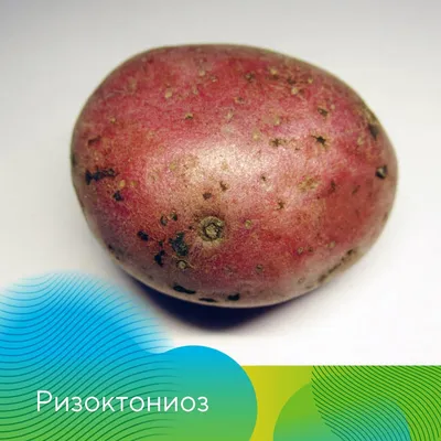 Антракноз картофеля | Торговый Дом «КЧХК»