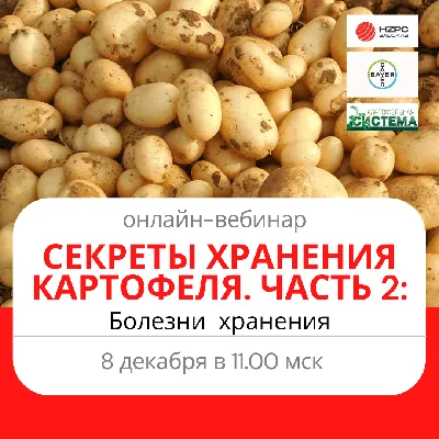 Запаршивел\" картофель: причина болезни и способы борьбы с ней - МК