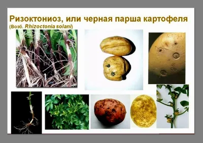 Тентэкс - оборудование для овощехранилищ | Volzhskiy