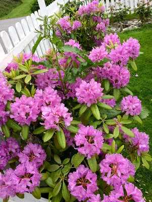 Рододендрон в саду🌸🌸 | Цветник, Цветущие кустарники, Идеи озеленения