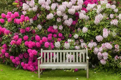Рододендрон розоватый | Центральный ботанический сад