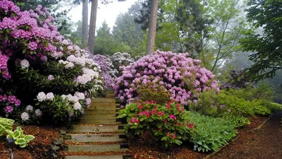 рододендрон гибрида в саду в хк Стоковое Изображение - изображение  насчитывающей весна, цвести: 217508713