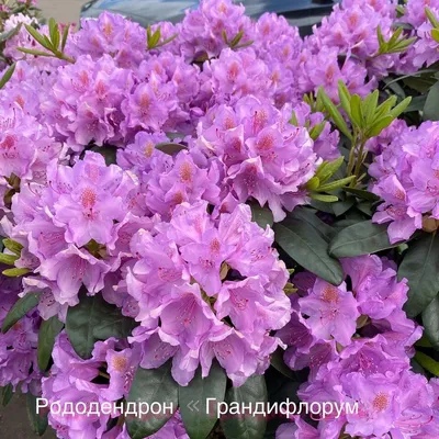 Выращивание рододендронов в средней полосе России.