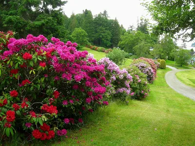 Рододендрон в саду в Норвегии 🌸🌸 | Озеленение забора, Пастельный букет,  Цветение