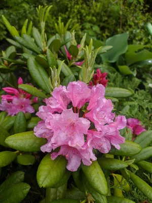 рододендрон гибрида в саду в хк Стоковое Фото - изображение насчитывающей  кровопролитное, орхидея: 217508962