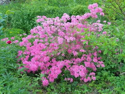 Купите Рододендрон Busuki (Бузуки) 🌹 из питомника Долина роз с доставкой!