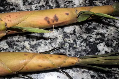 Ростки бамбука (цельные), 540г., Thai Agri Foods | Вегемаркет -  вегетарианский магазин