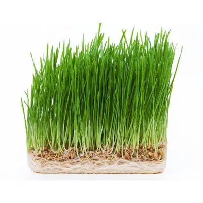 Купить Ростки пшеницы свежие в контейнере (Wheatgrass) LBT 300 г -  Экоcтория Челябинск - Экостория