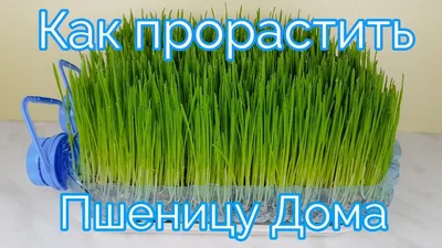 Цитаты и выдержки из публикаций о ростках пшеницы и соке (витграсс) -  Zelenoff.by