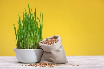 Пшеница для проращивания, ростки пшеницы на микрозелень, витграсс, 501 гр.  - купить с доставкой по выгодным ценам в интернет-магазине OZON (878661602)