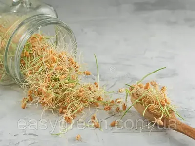 Ростки пшеницы Витграсс: полезные свойства и как принимать | 100ing.ru |  Дзен