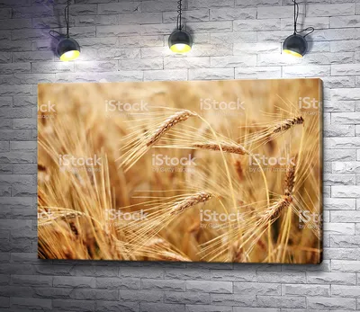 Изолированные ростки пшеницы Стоковое Изображение - изображение  насчитывающей проросли, ягода: 50482579