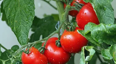 Томат Сызранская Малиновая роза, 20 шт., купить в интернет магазине  Seedspost.ru