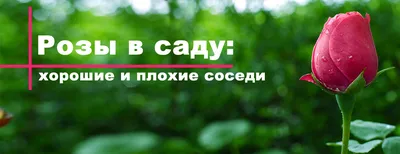 Розарий в вашем саду
