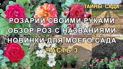 Розарий на дачном участке, устройство и оформление правильного розария,  дизайн красивого дачного розария