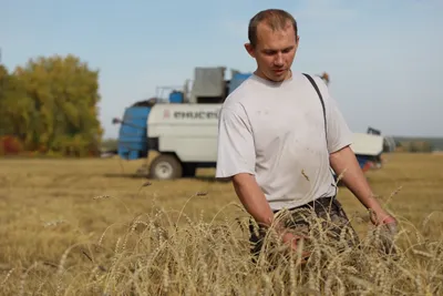 В России ускорилось падение цен на зерно – Агроинвестор