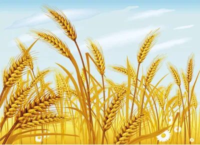 Бесплатное изображение: Пшеничное поле, летнее время, поле, сельское  хозяйство, рожь, урожай, Пшеница, лето, зерно, сельских районах